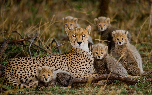 Mother Cheetah with her cubs @ GUDKOVANDREY