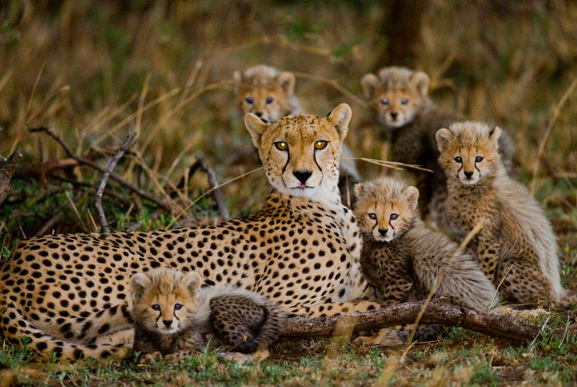 Mother Cheetah with her cubs @ GUDKOVANDREY