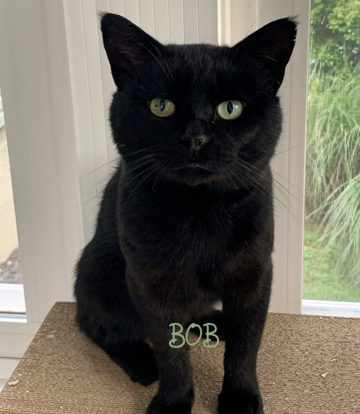 Bob in the sunroom