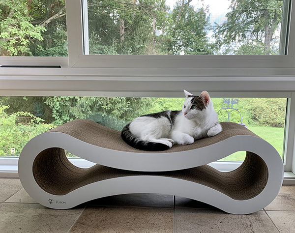 Annie on new cat scratcher