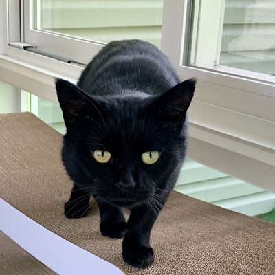 Are Black Cats Good Luck?