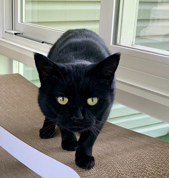 Bob on Pet Fusion Scratcher