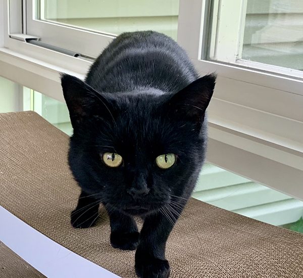 Bob on Pet Fusion Scratcher