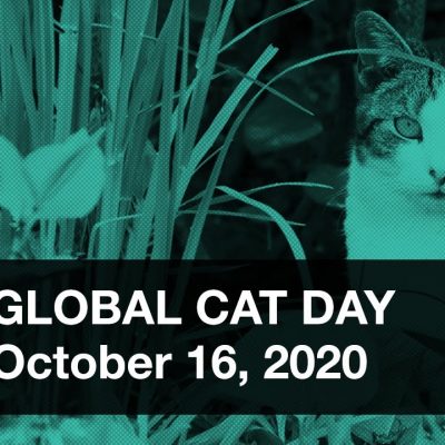 Alley Cat Allies Global Cat Day. Take The Pledge