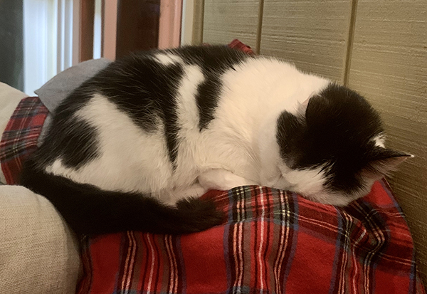 Eddie napping on blanket