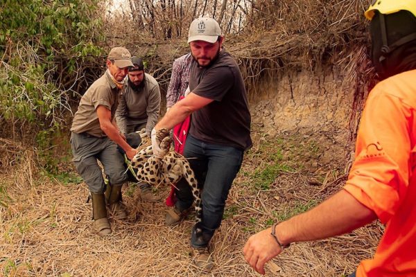 Jaguar returns to the wild.  Courtesy of Panthera