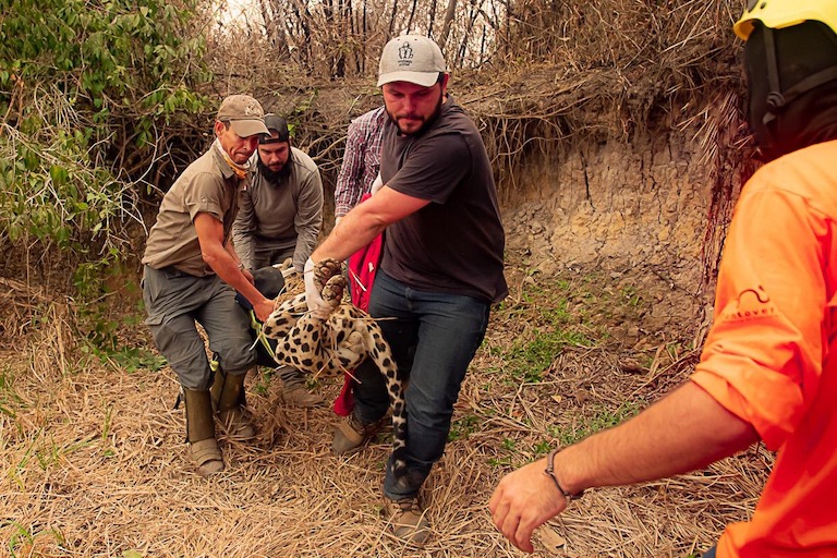 Jaguar returns to wild