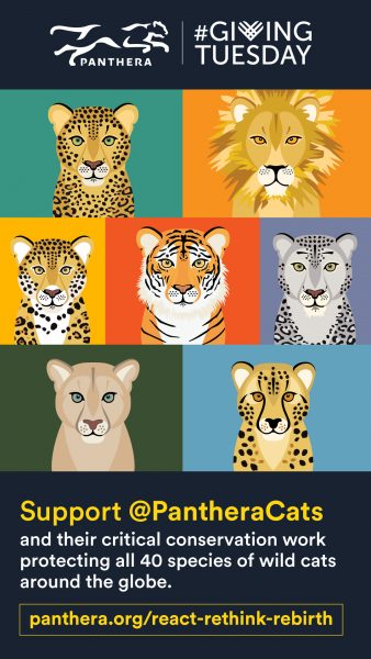 Panthera.org. Wildcat Ambassador