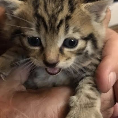 Scottish Wildcat Kitten Rescued