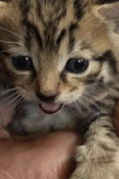 Scottish Wildcat Kitten