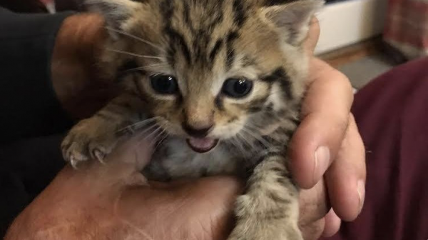 Scottish Wildcat Kitten. WildcatHaven Newsletter