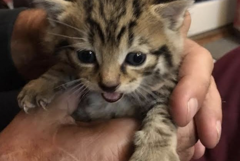 Scottish Wildcat Kitten