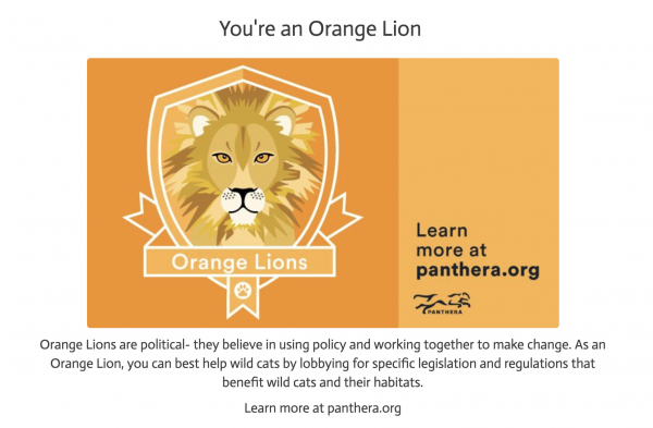 Orange Lion. Wildcat Ambassador