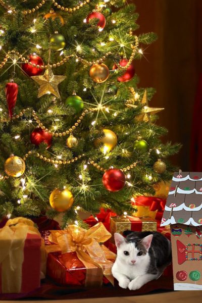 Annie under Christmas Tree