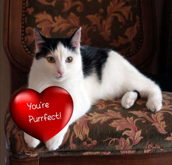 You're Purrfect. Purrfect Valentine's Day