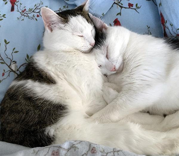 Annie and Eddie snuggling