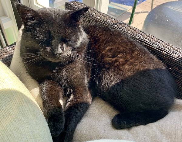 Bob smiling on sofa in sun