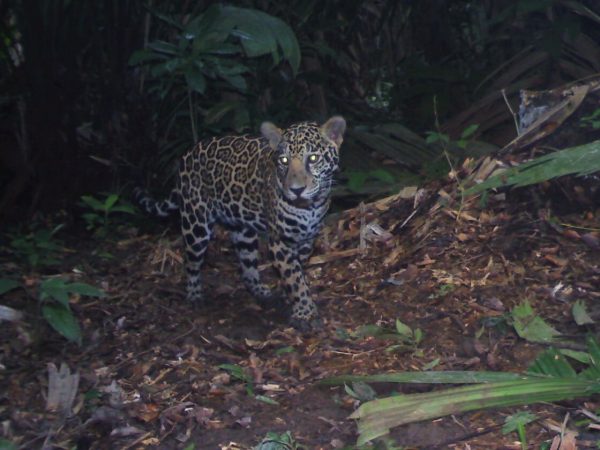 Jaguar_Punta de Manabique_012115_CAM30927_edited