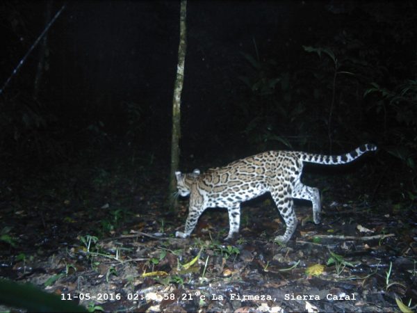 Ocelot