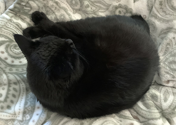 Bob on his favorite blanket His indoor anniversary
