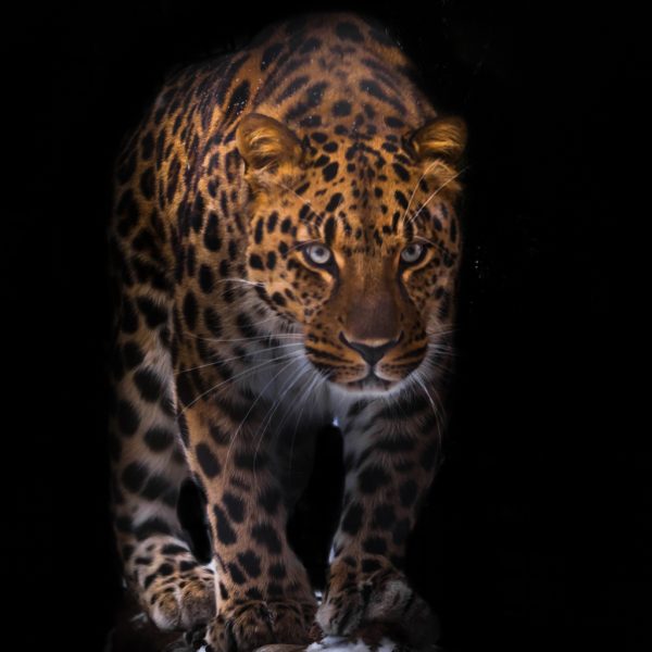 Leopard on black backround