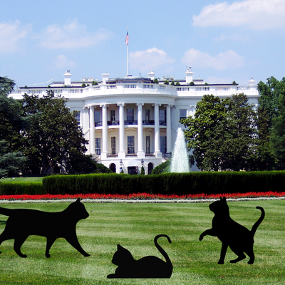 cats in the white house. White House Cats
