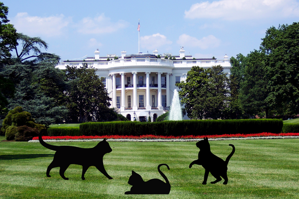 Cats in the White House