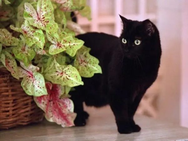 Black Cat with plant