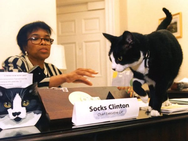 Socks Clinton. White House Cat