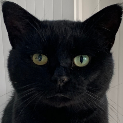 Is the Dark Spot in my Cat’s Eye Iris Melanosis?