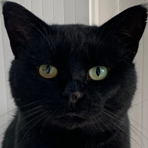 Bob, our black cat with iris melanosis.