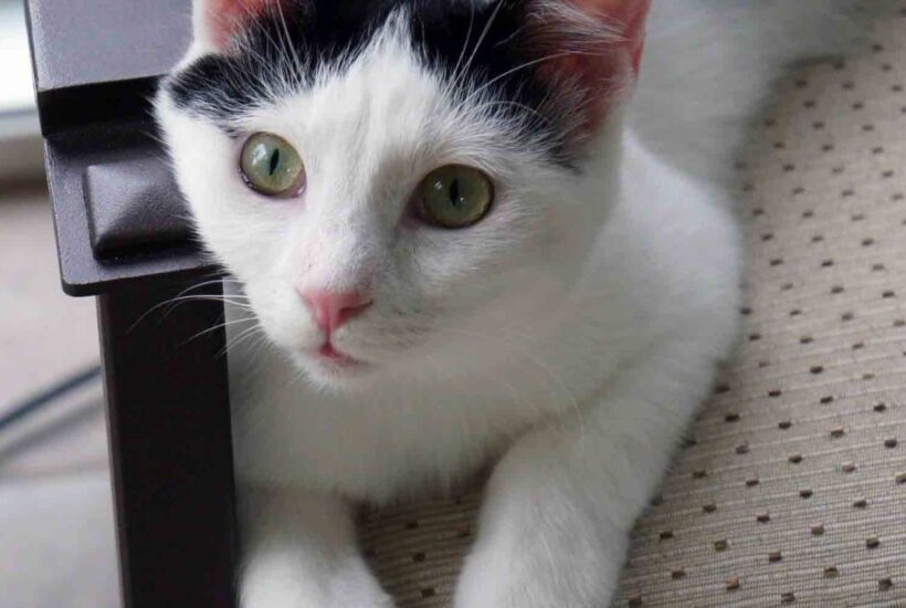 cat whiskers and eyes