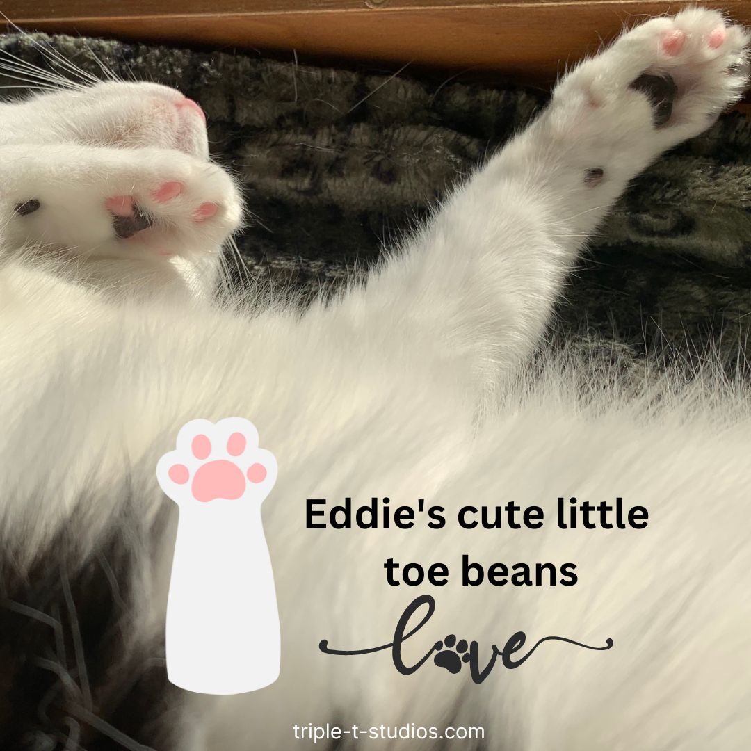 What are Cat Toe Beans? The Tiniest Tiger