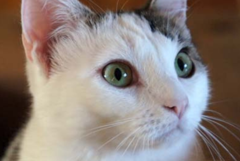 Annie's pink nose