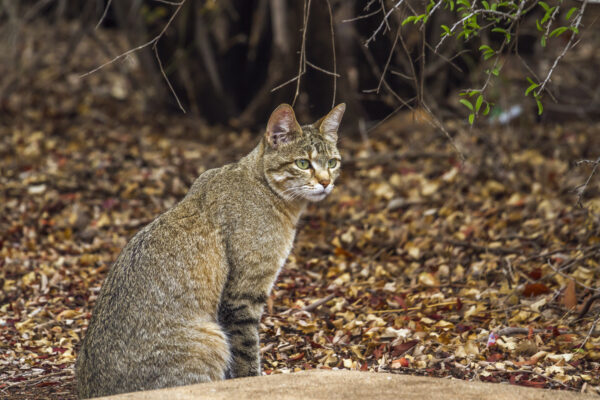Southern African Wildcat