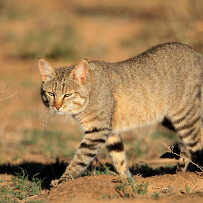 African Wildcat: Ancestor of Domestic Cats