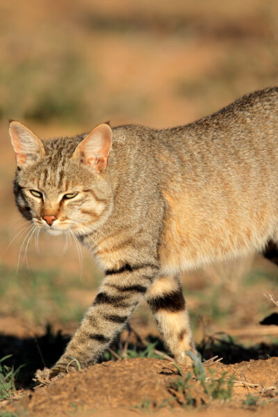 African Wildcat