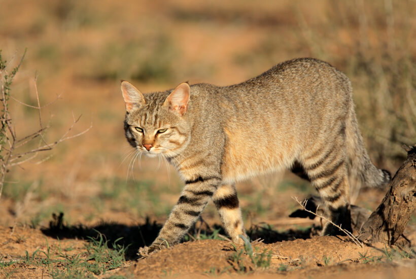 African Wildcat