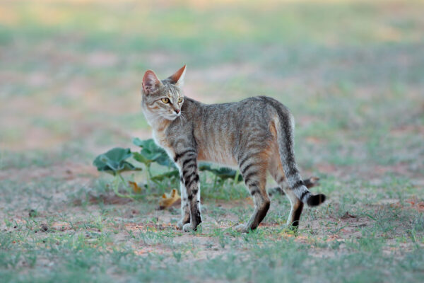 Small cat  Kalahari desert