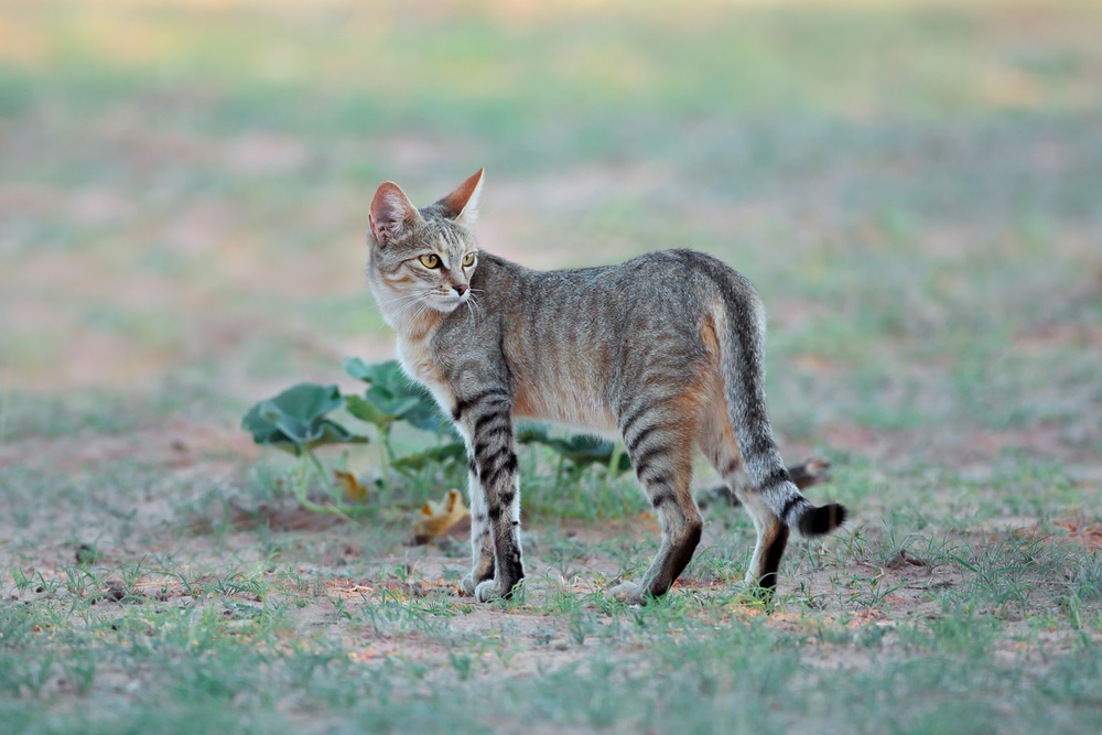 African Wildcat: Ancestor of Domestic Cats - The Tiniest Tiger