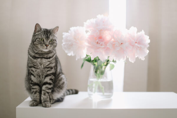 Plants toxic to cats