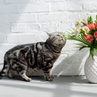 Cats Sense of Smell: Essential to Cats Well-Being