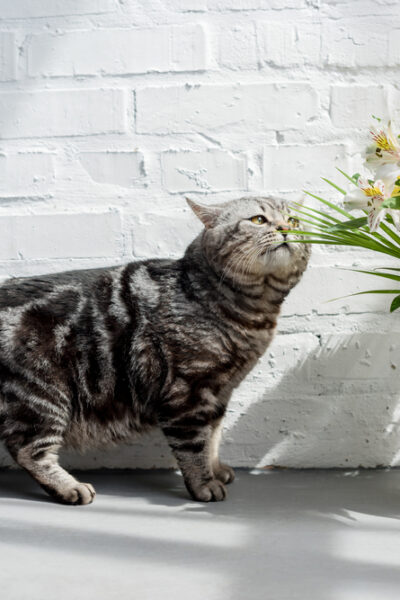 Cat sniffing flowers