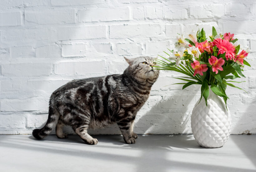 Cat sniffing flowers