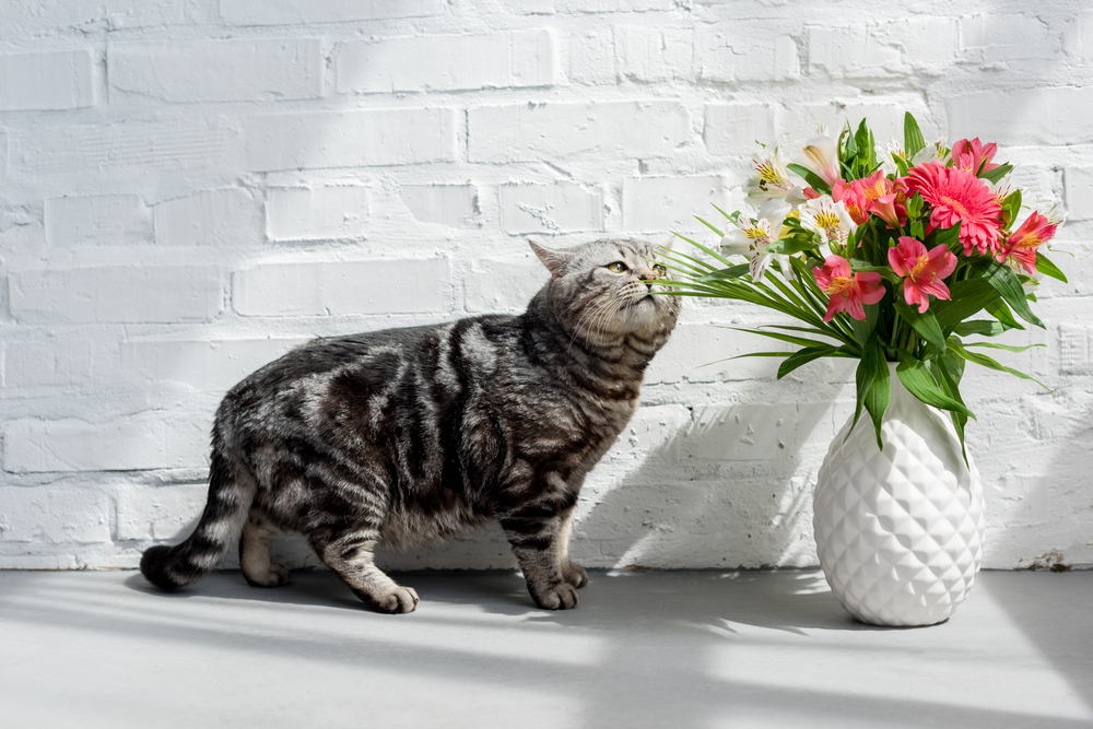 Cats Sense of Smell: Essential to Cats Well-Being - The Tiniest Tiger