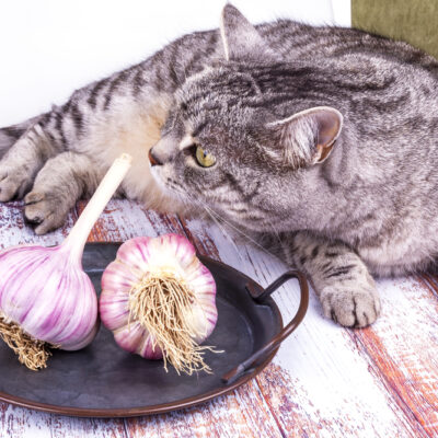 Can Cats Eat Garlic?  Garlic is Toxic to Cats