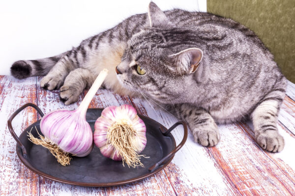 Cat with Garlic. @bellina deposit photos