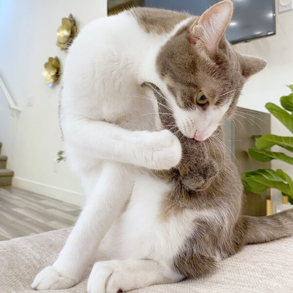 cat with wool felt mouse. Cat toy for indoor cats