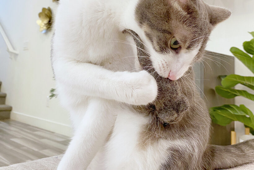 cat with wool felt mouse. Cat toy for indoor cats