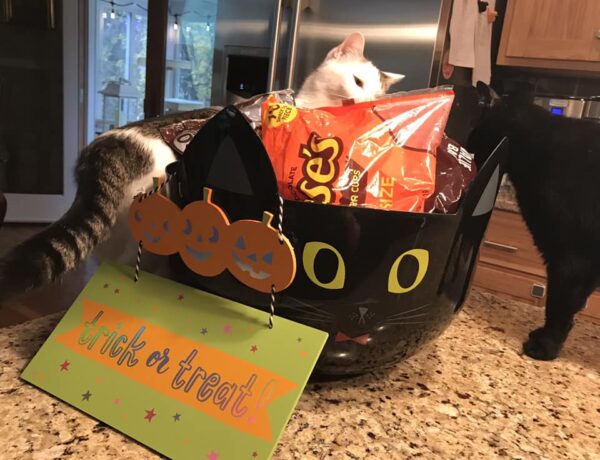  No tricks! Cats preparing for trick or treat